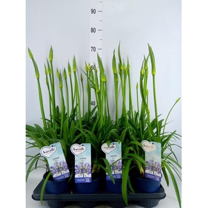 Agapanthus  'Amourette Superb'
