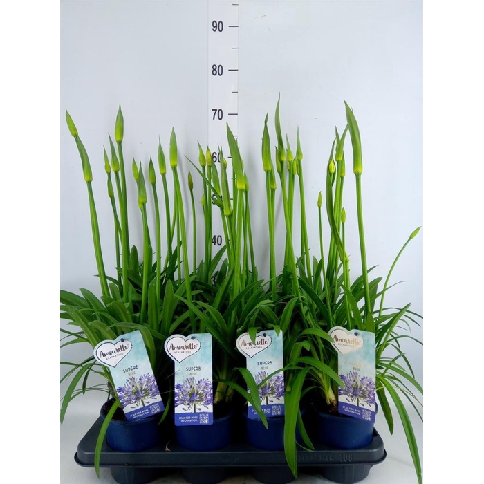 <h4>Agapanthus  'Amourette Superb'</h4>