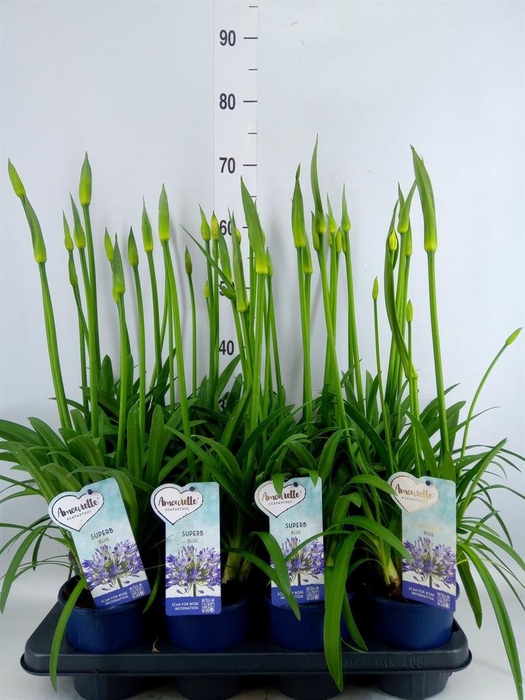 <h4>Agapanthus  'Amourette Superb'</h4>
