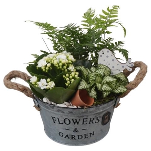 PTIB5327 Arrangementen kamerplanten