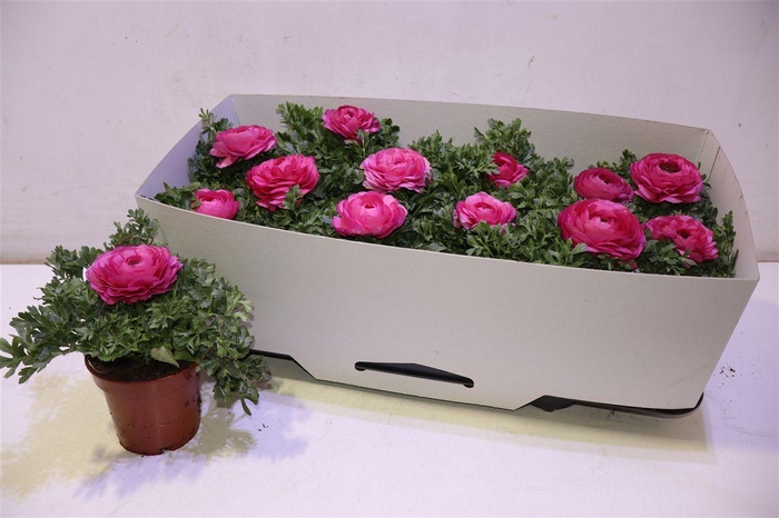 <h4>Ranun Sprink Pink</h4>