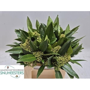 SKIM C KEW GREEN BOS