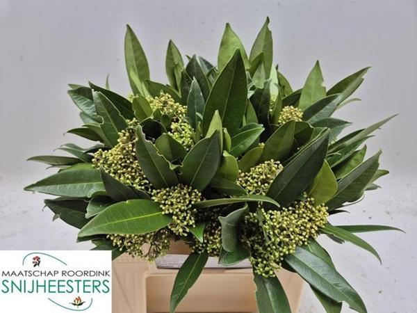 <h4>SKIM C KEW GREEN BOS</h4>