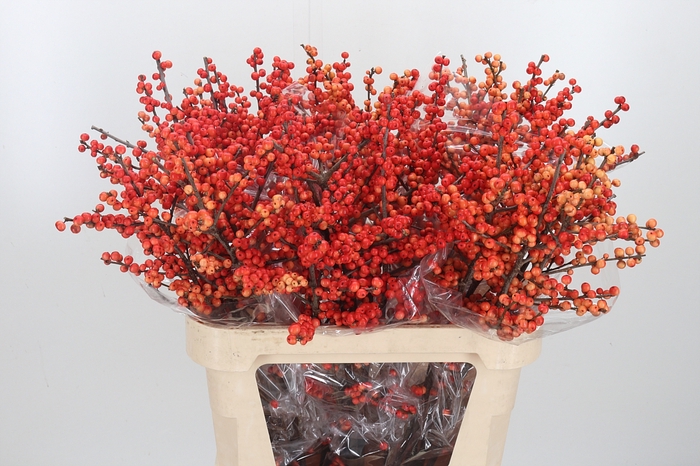 <h4>Ilex Vert Oudijks Oranje</h4>