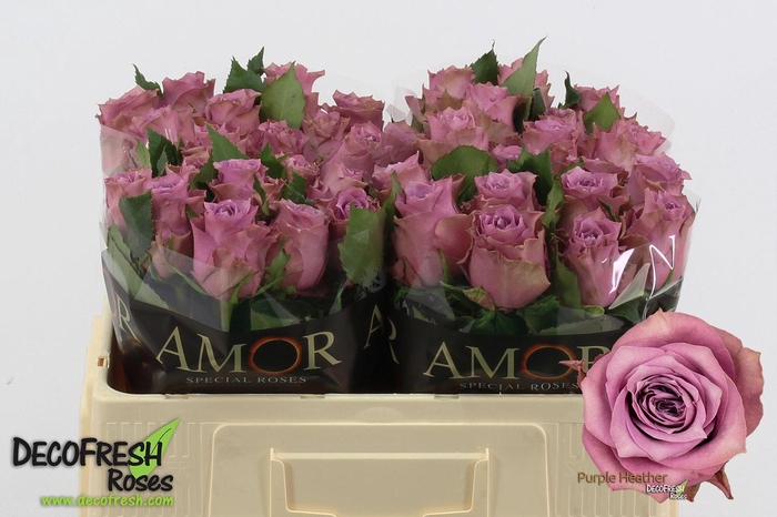 <h4>R Gr Purple Heather</h4>