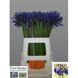 Agapanthus Suzan