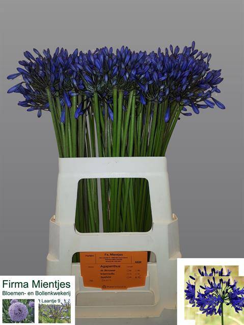 <h4>Agapanthus Suzan</h4>
