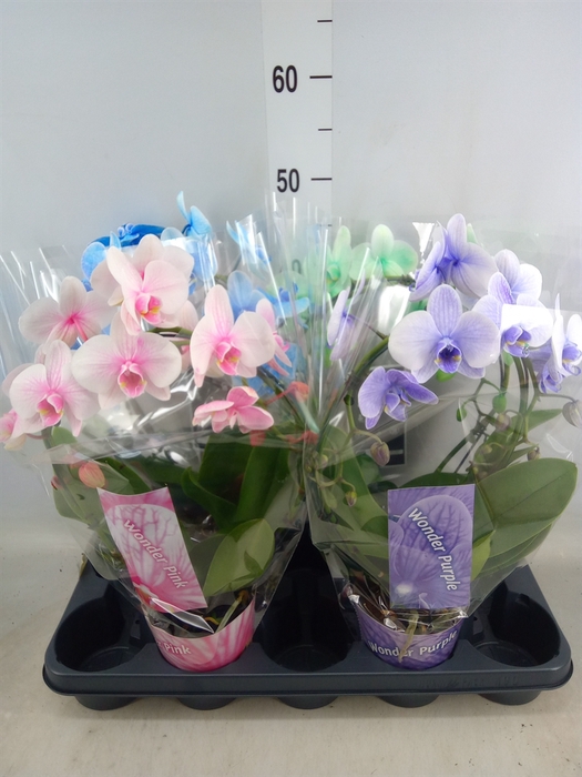 <h4>Phalaenopsis   ...</h4>