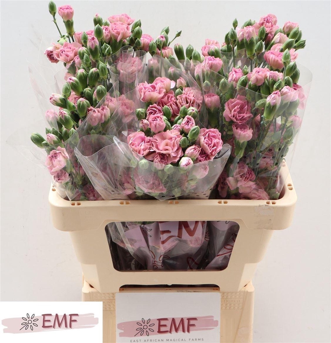 <h4>Di Tr Mocha Sweet</h4>