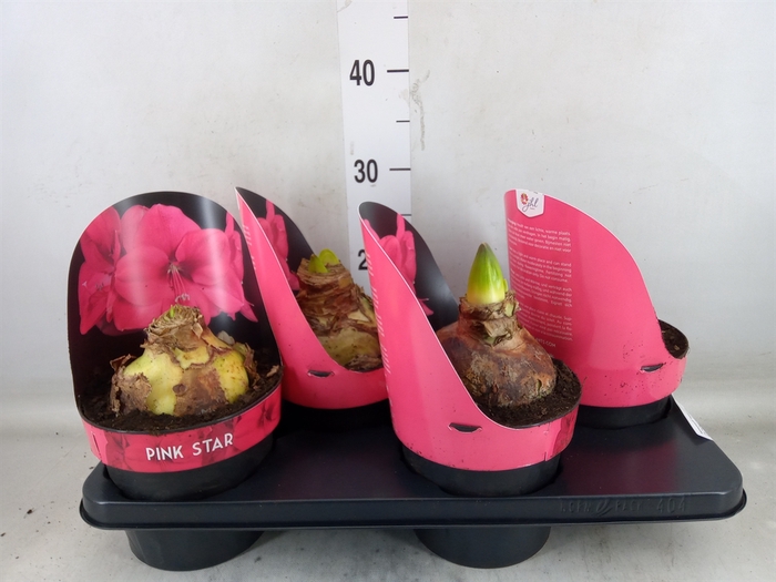 <h4>Hippeastrum GA 'Lagoon'</h4>