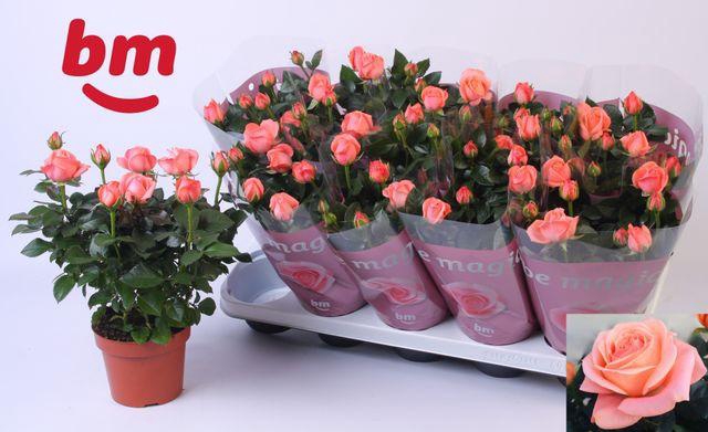 <h4>ROSA CANDY BEAU MONDE P12</h4>