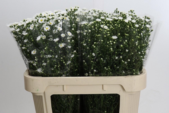 <h4>AST PAQUITA</h4>