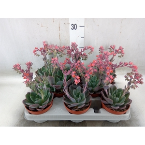 Echeveria  'Blue Prince'