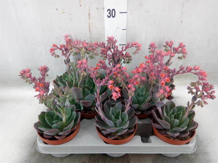 <h4>Echeveria  'Blue Prince'</h4>