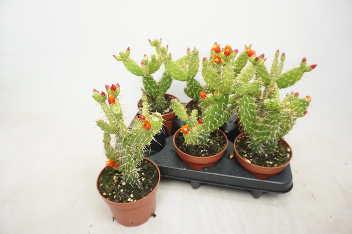 <h4>OPUNTIA</h4>