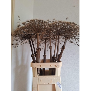 Dried Berenklauw 120cm P Stem