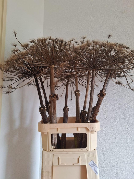 <h4>Dried Berenklauw 120cm P Stem</h4>