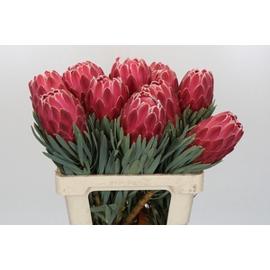 Protea Venus