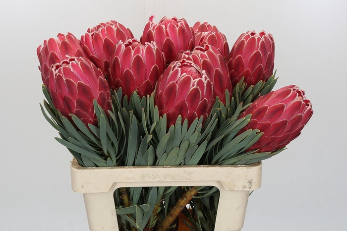 <h4>Protea Venus</h4>
