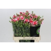 Dianthus Sp Symply Cherry