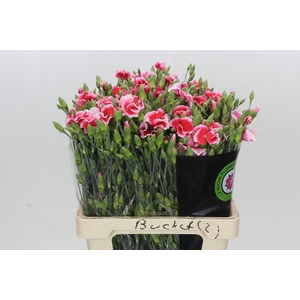 Dianthus Sp Symply Cherry