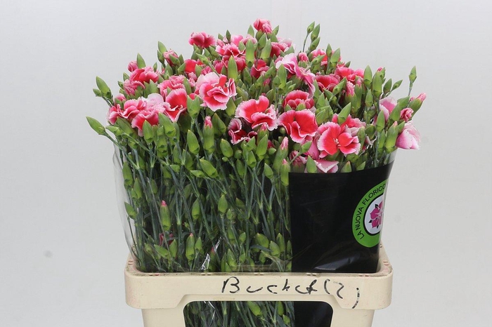 <h4>Dianthus Sp Symply Cherry</h4>