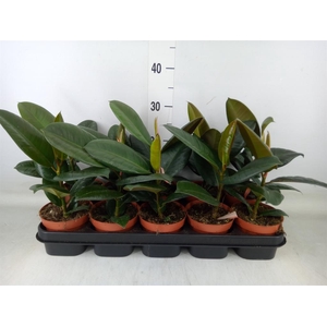 Ficus elastica 'Robusta'