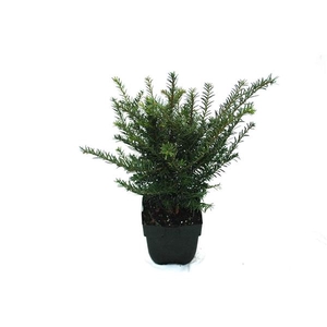 Taxus baccata P17
