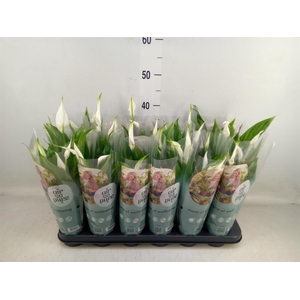 Spathiphyllum  'Pearl Cupido'