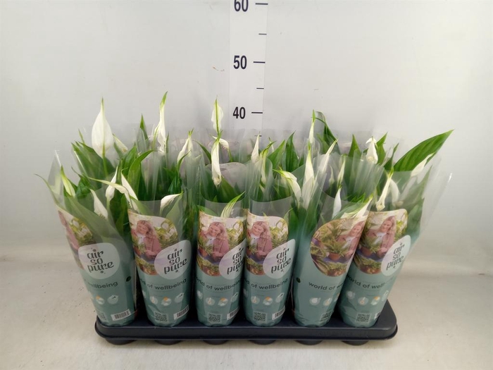 <h4>Spathiphyllum 'Pearl Cupido'</h4>