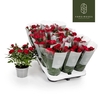 Rosa Kordana rood Apache, beperkt leverbaar 4795