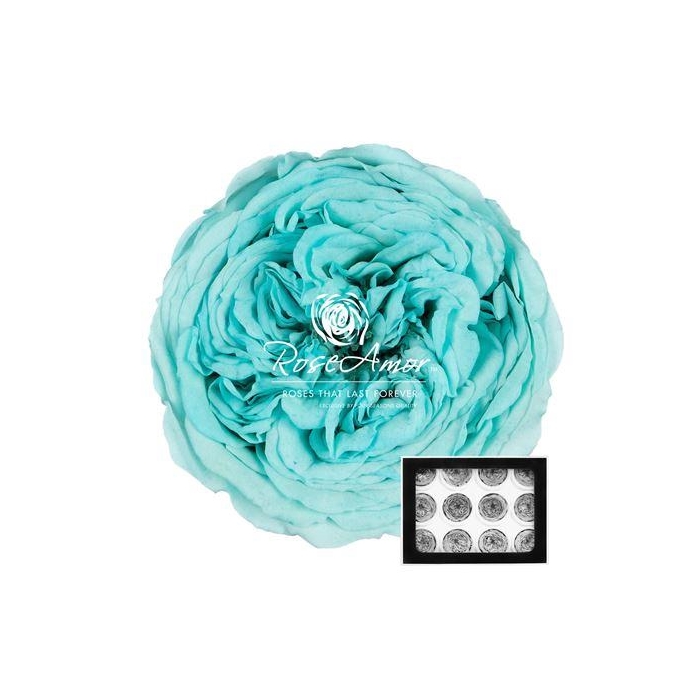 <h4>Amelia Blu02</h4>