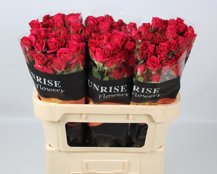 <h4>R TR QUINCY</h4>