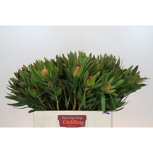 Leucadendron Ayoba African Sky