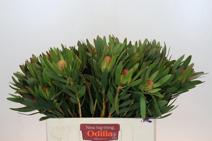 <h4>Leucadendron Ayoba African Sky</h4>