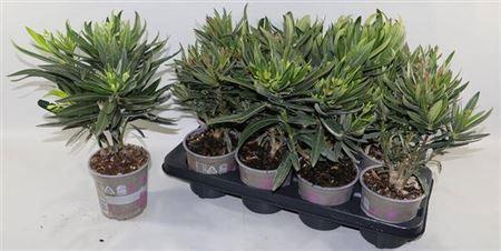 <h4>Nerium Oleander Ov</h4>