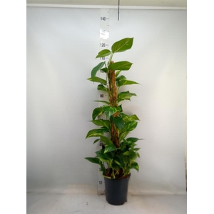 Epipremnum pinn.   ...moss stick