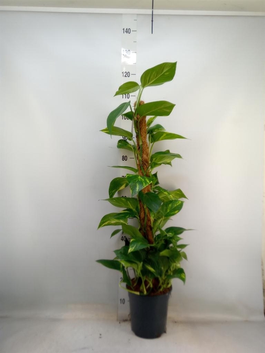 <h4>Epipremnum pinn.   ...moss stick</h4>