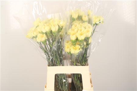 <h4>Di St Minami Lemon</h4>