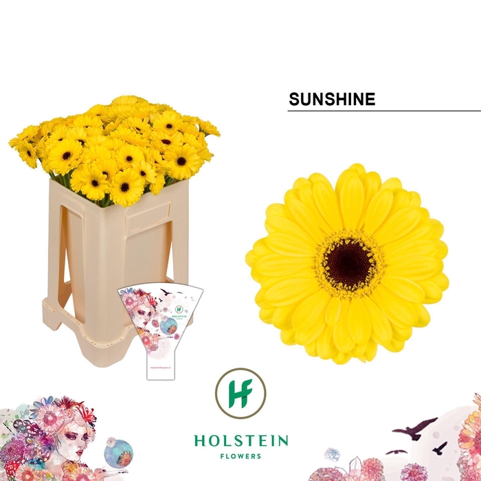 <h4>GERBERA MI 'SUNSHINE'</h4>