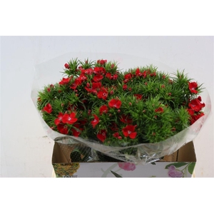 Di Barb Breanthus Amras Red