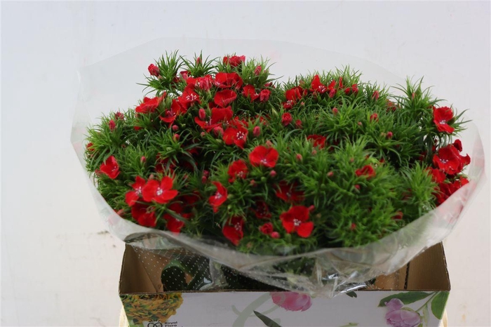 <h4>Di Barb Breanthus Amras Red</h4>