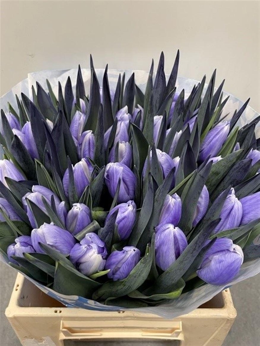 <h4>Tu Kb Lilac</h4>