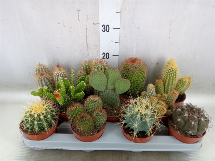 <h4>Cactus   ...mix</h4>