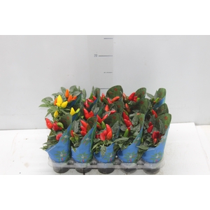 PIMENTA P06
