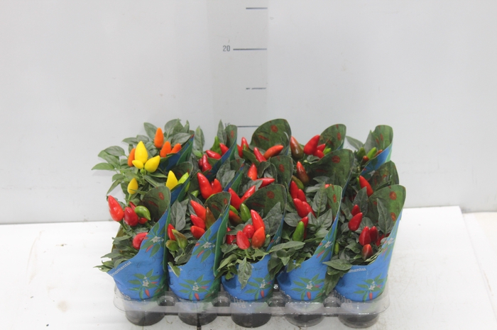 <h4>PIMENTA P06</h4>