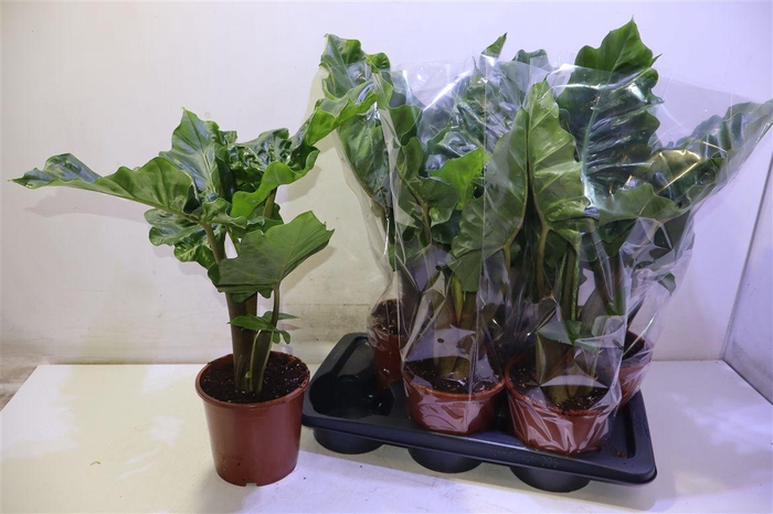 <h4>arr8 Aloc Low Rider</h4>