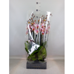 Phalaenopsis  'Anthura Madrid'