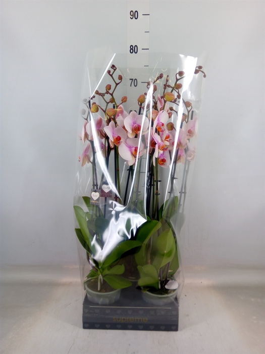 <h4>Phalaenopsis  'Anthura Madrid'</h4>