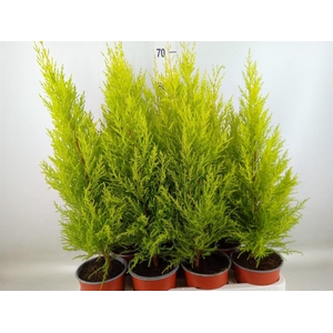 Cupressus macro. 'Goldcrest Wilma'